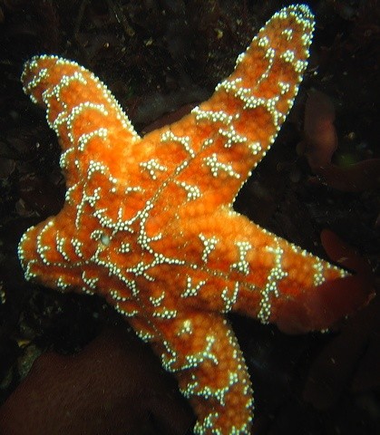 Photo:  Ochre Star (Pisaster ochraceus)